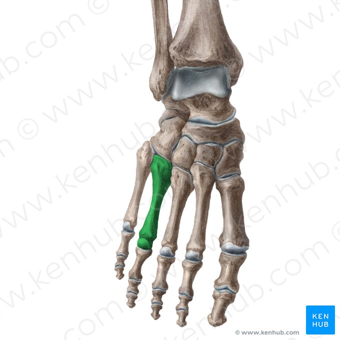 4th metatarsal bone (Os 4 metatarsi); Image: Liene Znotina