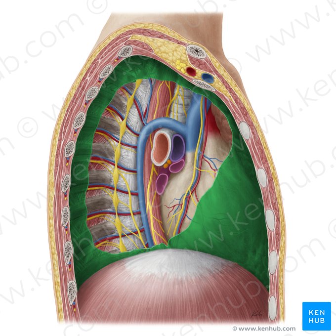 Pleura parietal (Pleura parietalis); Imagem: Yousun Koh
