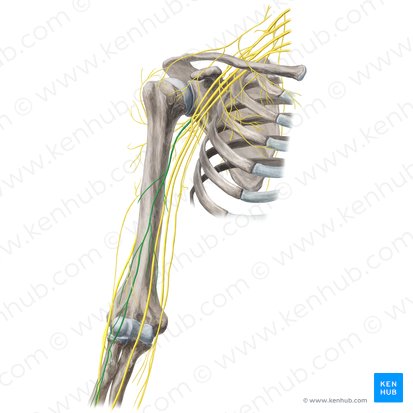 Nervio musculocutáneo (Nervus musculocutaneus); Imagen: Yousun Koh