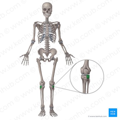 Cóndilo lateral de la tibia (Condylus lateralis tibiae); Imagen: Irina Münstermann