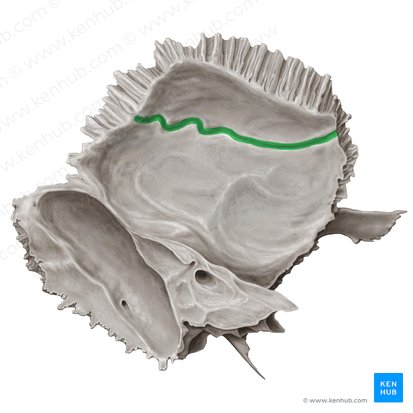 Groove for middle meningeal artery of temporal bone (Sulcus arteriae meningeae mediae ossis temporalis); Image: Samantha Zimmerman