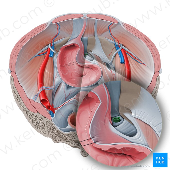 Veia dorsal profunda do clitóris (Vena dorsalis profunda clitoridis); Imagem: Paul Kim