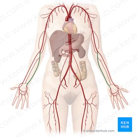 Ulnar artery (Arteria ulnaris); Image: Begoña Rodriguez