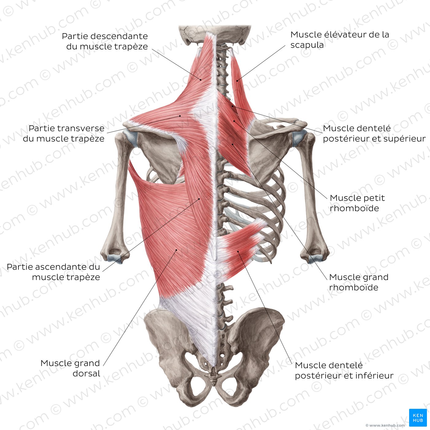 Muscles superficiels du dos (schéma)
