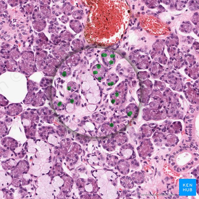 Serous acinar cell (Serocytus); Image: 