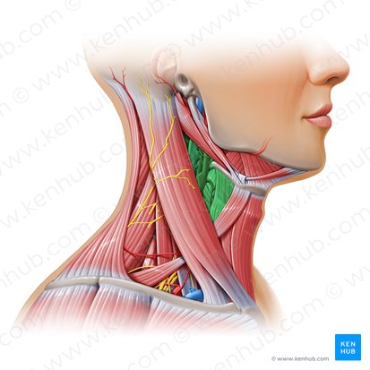 Carotid triangle (Trigonum caroticum); Image: Paul Kim