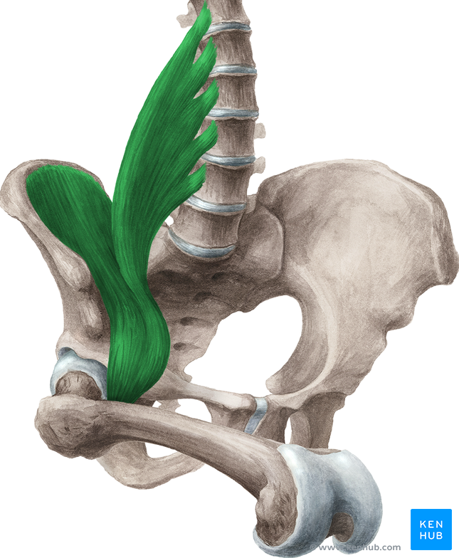 Musculus Iliopsoas
