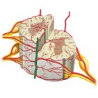 Arterien der Wirbel und des Rückenmarks
