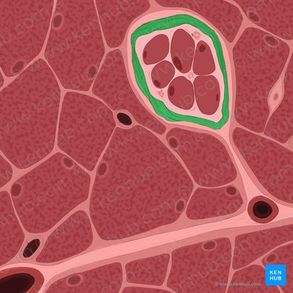 Cápsula del huso muscular (Capsula fusi neuromuscularis); Imagen: Tal Bavli Ziv