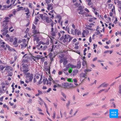 Endocrinocytus gastrointestinalis (Enteroendokrine Zelle); Bild: 