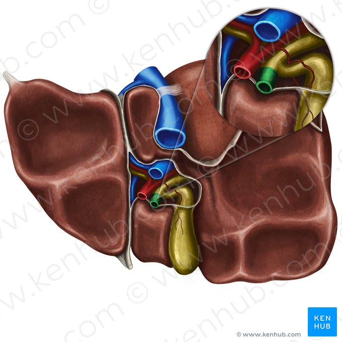 Conduit biliaire (Ductus biliaris); Image : Irina Münstermann