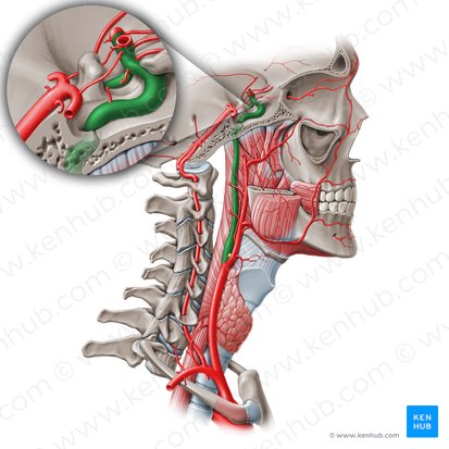 Internal carotid artery (Arteria carotis interna); Image: Paul Kim