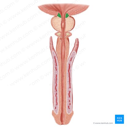 Músculo esfínter interno de la uretra (Musculus sphincter internus urethrae); Imagen: Samantha Zimmerman