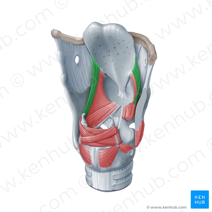 Músculo ariepiglótico (Musculus aryepiglotticus); Imagem: Paul Kim