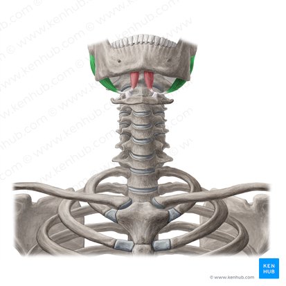 Vientre posterior del músculo digástrico (Venter posterior musculi digastrici); Imagen: Yousun Koh
