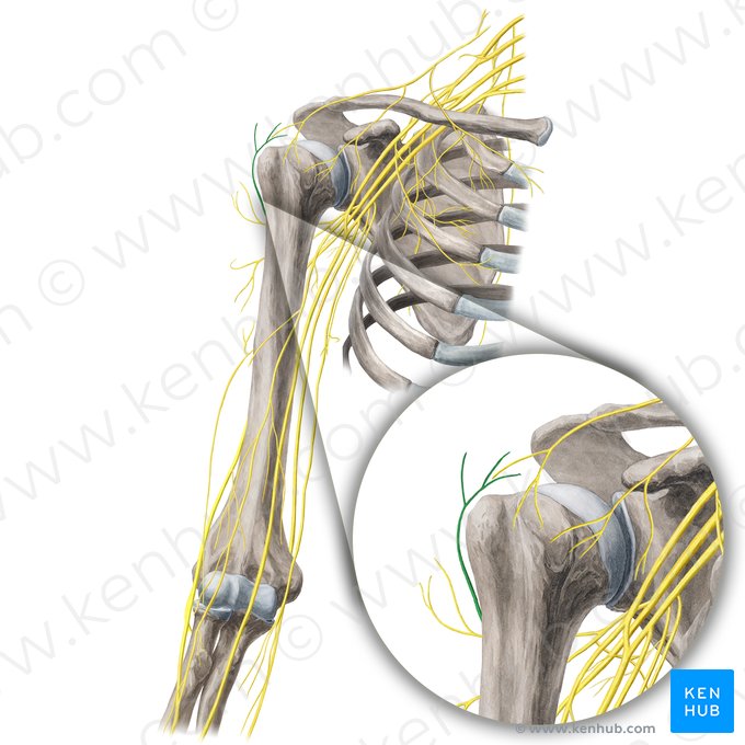 Nervo cutâneo lateral superior do braço (Nervus cutaneus lateralis superior brachii); Imagem: Yousun Koh