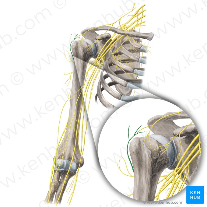 Nerf cutané latéral supérieur du bras (Nervus cutaneus lateralis superior brachii); Image : Yousun Koh