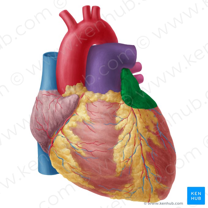 Left atrium of heart (Atrium sinistrum cordis); Image: Yousun Koh
