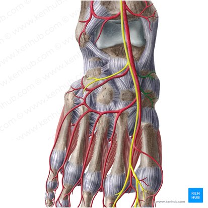 Medial tarsal arteries (Arteriae tarseae mediales); Image: Liene Znotina