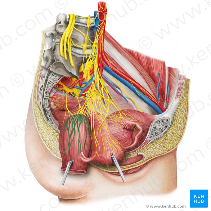 Left middle anorectal plexus (Plexus anorectalis medius sinister); Image: Irina Münstermann