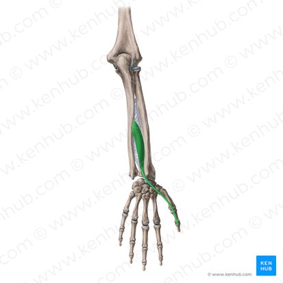 Musculus extensor pollicis longus (Langer Daumenstrecker); Bild: Yousun Koh