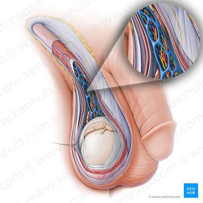 Vasos linfáticos en el cordón espermático (Vasa lymphatica funiculi spermatici); Imagen: Paul Kim