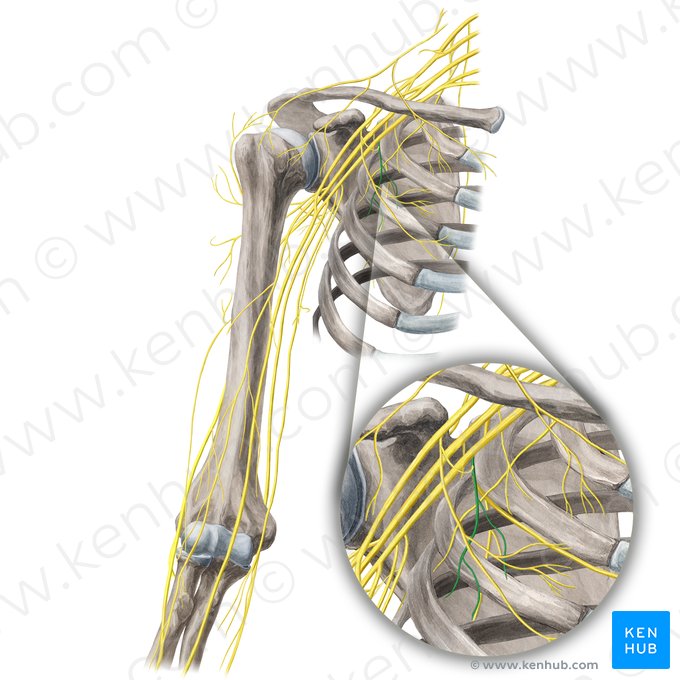 Nervus pectoralis medialis (Innerer Brustnerv); Bild: Yousun Koh