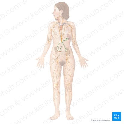 Ganglios linfáticos abdominales (Nodi lymphoidei abdominales); Imagen: Begoña Rodriguez