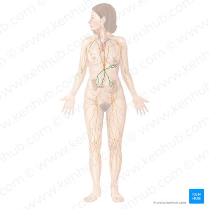 Abdominal lymph nodes (Nodi lymphoidei abdominales); Image: Begoña Rodriguez