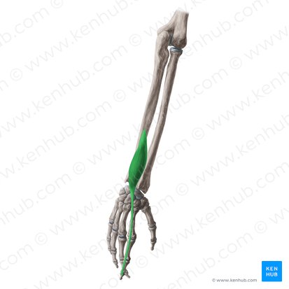 Músculo extensor del índice (Musculus extensor indicis); Imagen: Yousun Koh