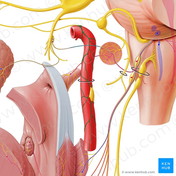 Internal carotid plexus (Plexus caroticus internus); Image: Paul Kim