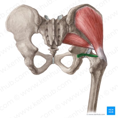 Inferior gemellus muscle (Musculus gemellus inferior); Image: Liene Znotina