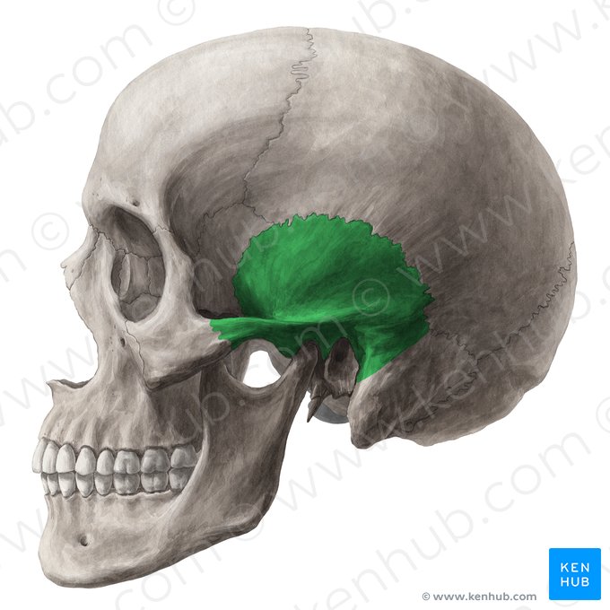 Squamous part of temporal bone (Pars squamosa ossis temporalis); Image: Yousun Koh