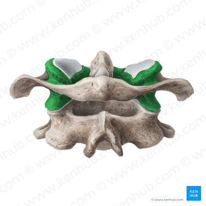 Lateral mass of atlas (Massa lateralis atlantis); Image: Liene Znotina