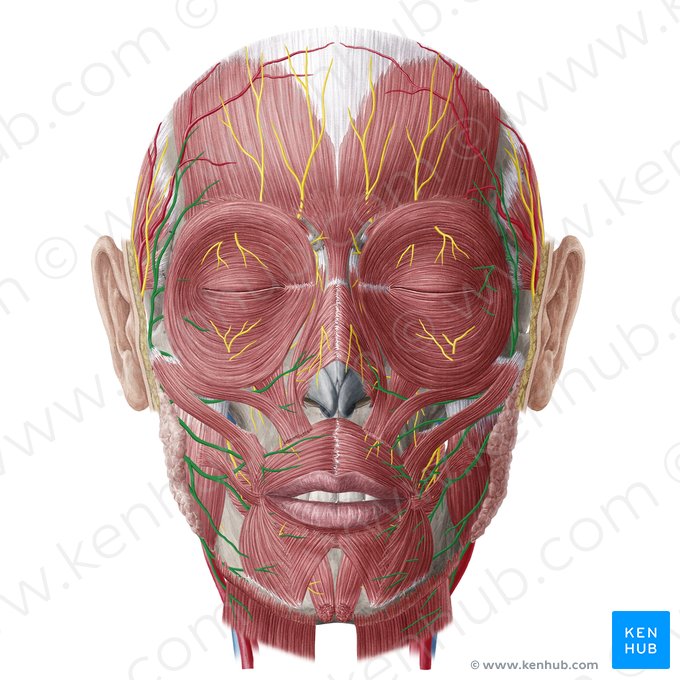 Nervus facialis (Gesichtsnerv); Bild: Yousun Koh