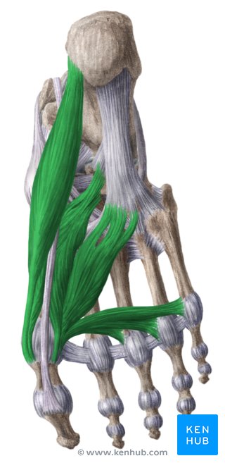 Músculos mediais da sola do pé (verde) - vista inferior