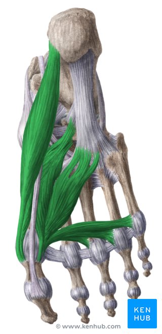 Músculos mediais da planta do pé (verde) - vista inferior