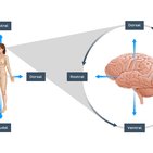 Brain orientation difficulties