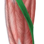 Músculo sartório