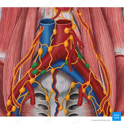 Common iliac lymph nodes (Nodi lymphoidei iliaci communes); Image: Irina Münstermann