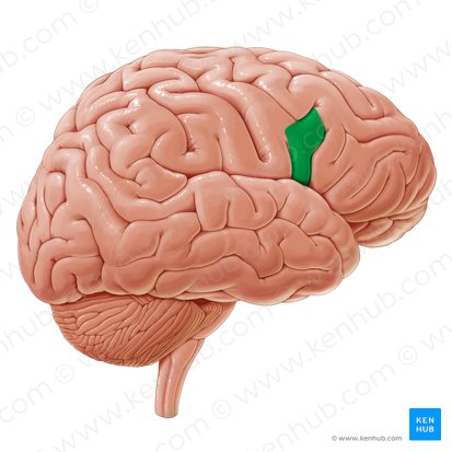 Porción opercular del giro frontal inferior (Pars opercularis gyri frontalis inferioris); Imagen: Paul Kim