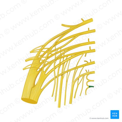 Coccygeal nerve (Nervus coccygeus); Image: Begoña Rodriguez