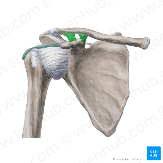 Coracoclavicular ligament (Ligamentum coracoclaviculare); Image: Yousun Koh