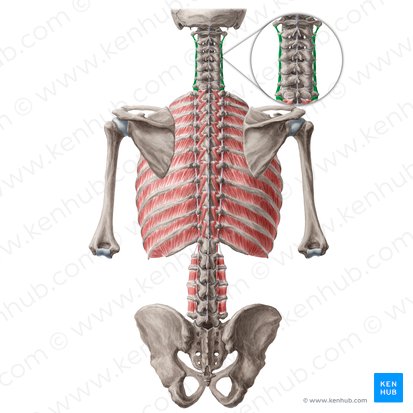 Músculos intertransversários posteriores do pescoço (Musculi intertransversarii posteriores colli); Imagem: Yousun Koh