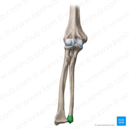 Cabeza de la ulna (Caput ulnae); Imagen: Yousun Koh