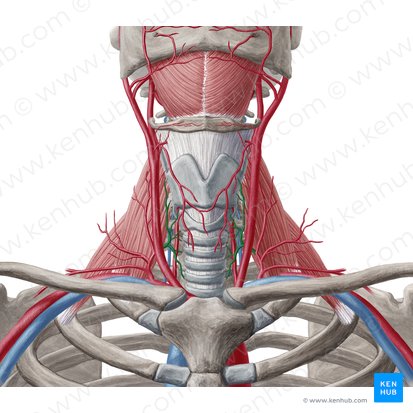 Artéria tireóidea inferior (Arteria thyroidea inferior); Imagem: Yousun Koh
