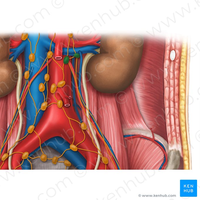 Linfonodos aórticos laterais (Nodi lymphoidei aortici laterales); Imagem: Esther Gollan
