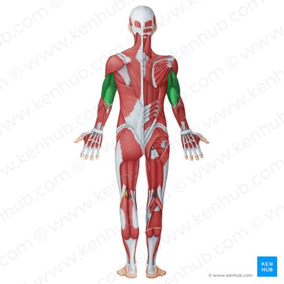 Compartimento braquial posterior (Musculi posteriores brachii); Imagen: Irina Münstermann