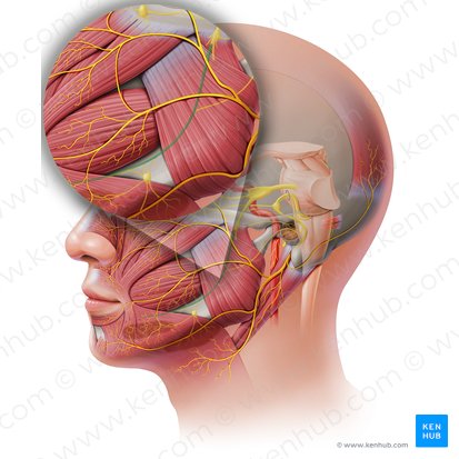 Nervio lingual (Nervus lingualis); Imagen: Paul Kim