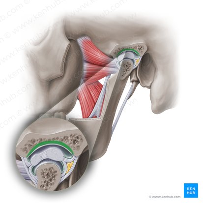 Fossa mandibular do osso temporal (Fossa mandibularis ossis temporalis); Imagem: Paul Kim